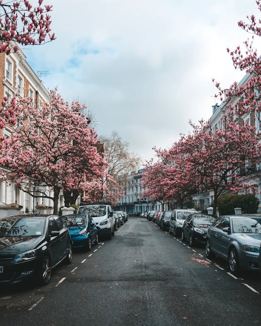 A residential street scene featuring a narrow, straight road lined with parked cars on both sides, including sedans, hatchbacks, and vans, with a variety of colours such as black, silver, and white. The road is flanked by elegant, multi-story Victorian-style terraced houses with white facades, detailed cornices, and large windows, indicating an urban setting. Prominent in the foreground and middle ground are several mature cherry blossom trees in full bloom, with dense clusters of pink flowers and dark, textured branches, creating a vivid contrast against the overcast but bright sky. The pavement is clean, and there is a subtle presence of waste collection markings on the road surface. The environment appears calm and well-maintained, suggesting a typical West Kensington street where private or independent rubbish collection services, such as those provided by wasteclearancewestkensington.co.uk, may be used for waste removal and on-site clearance alongside regular street cleaning routines.
